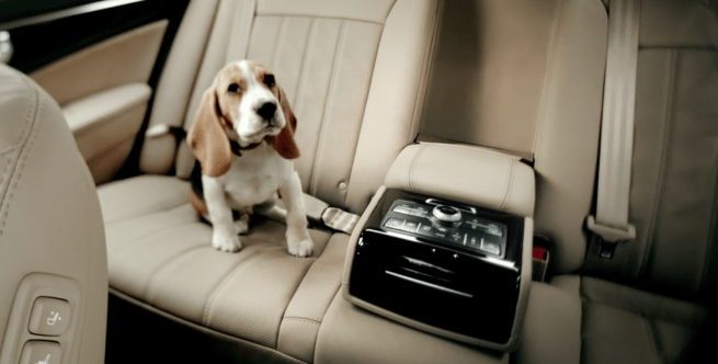 Hyundai Equus Interior Dog